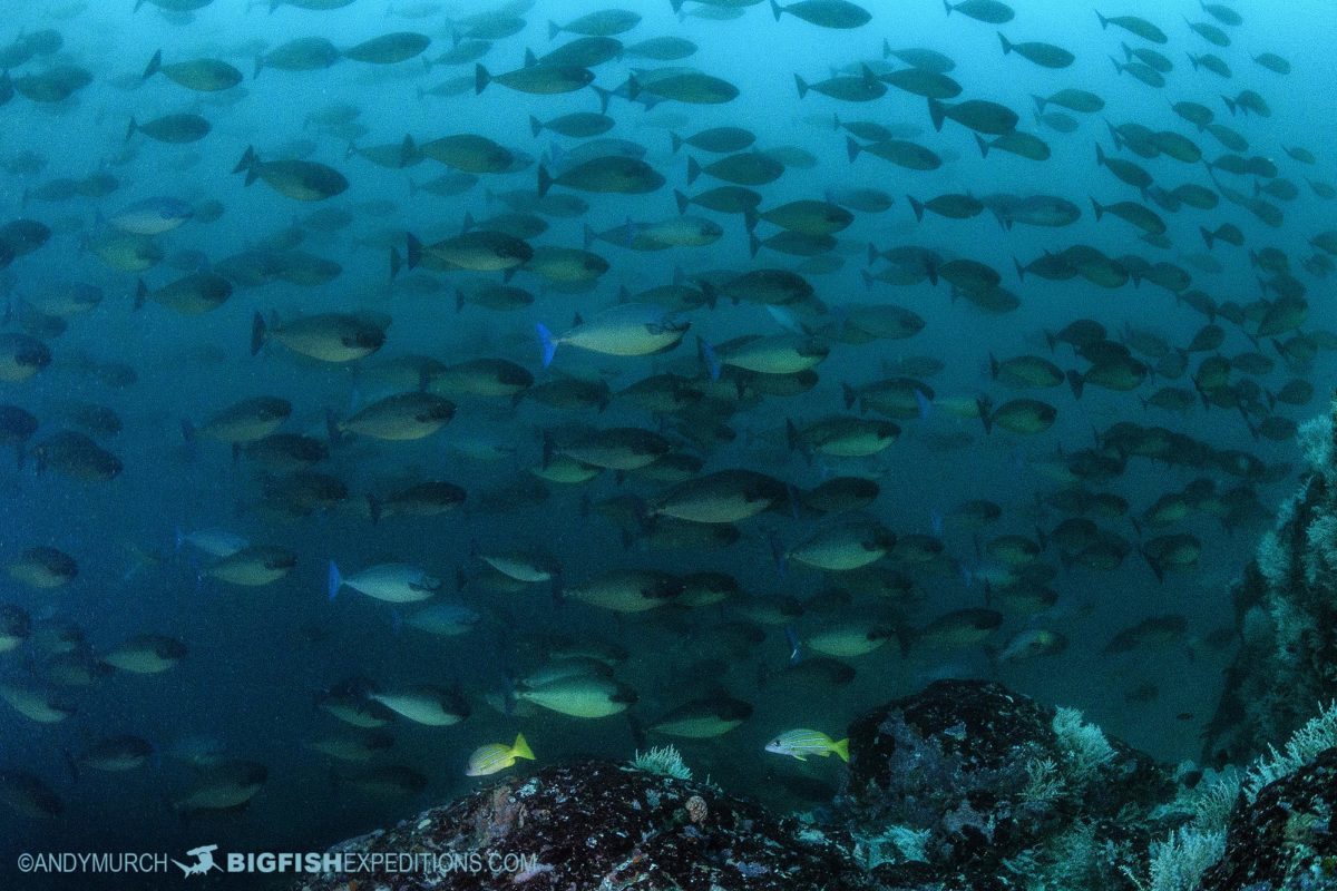 Nuku Hiva scuba diving