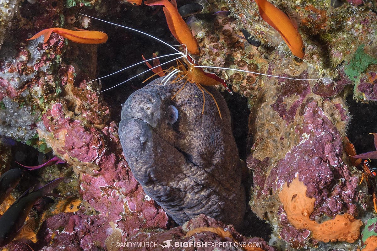 Nuku Hiva scuba diving