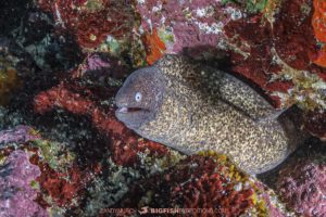 Nuku Hiva scuba diving