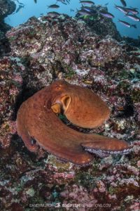 Nuku Hiva scuba diving