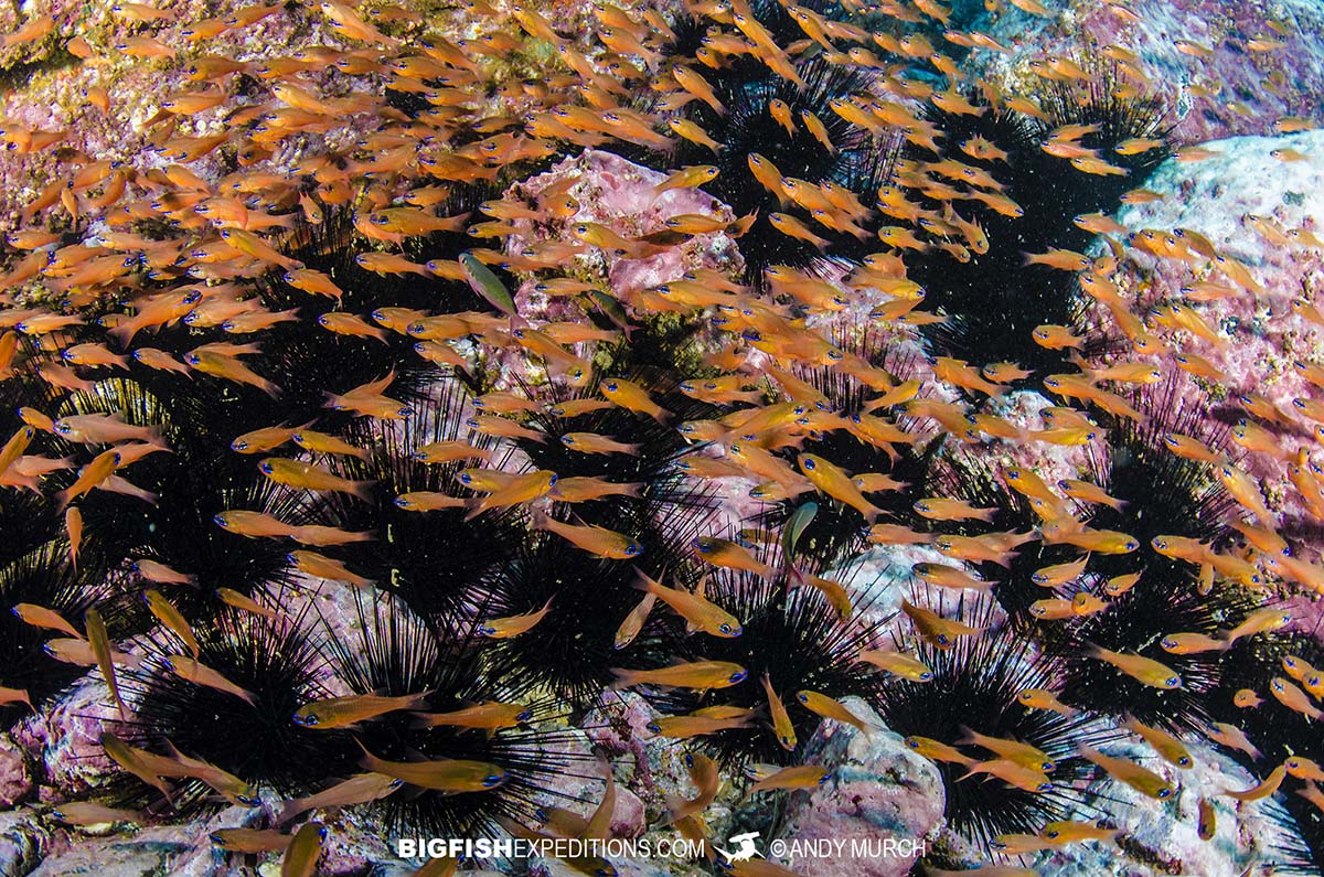 Diving in the Marquesas Islands.