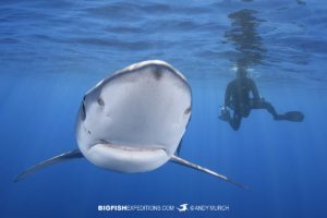 Swimming with blue sharks and makos