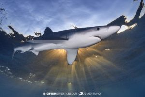 Snorkeling with Mako Sharks and Blue Sharks in Baja