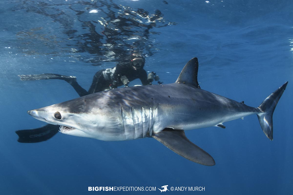 Mako shark snorkeling 2023