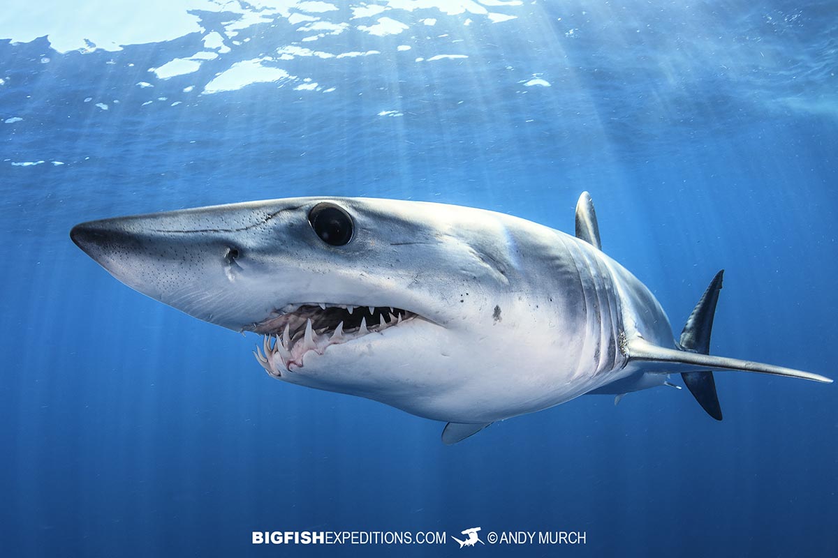 Swimming with mako sharks in Baja, Mexico.