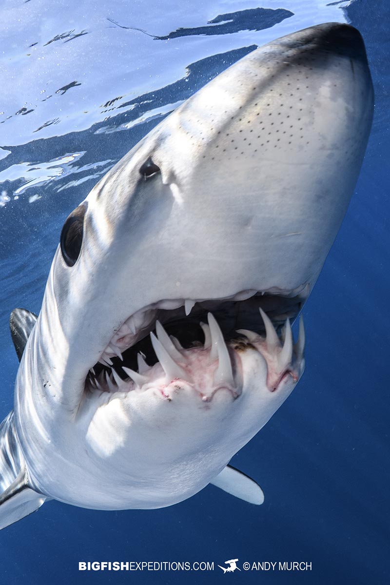 Bi mako shark snorkeling.