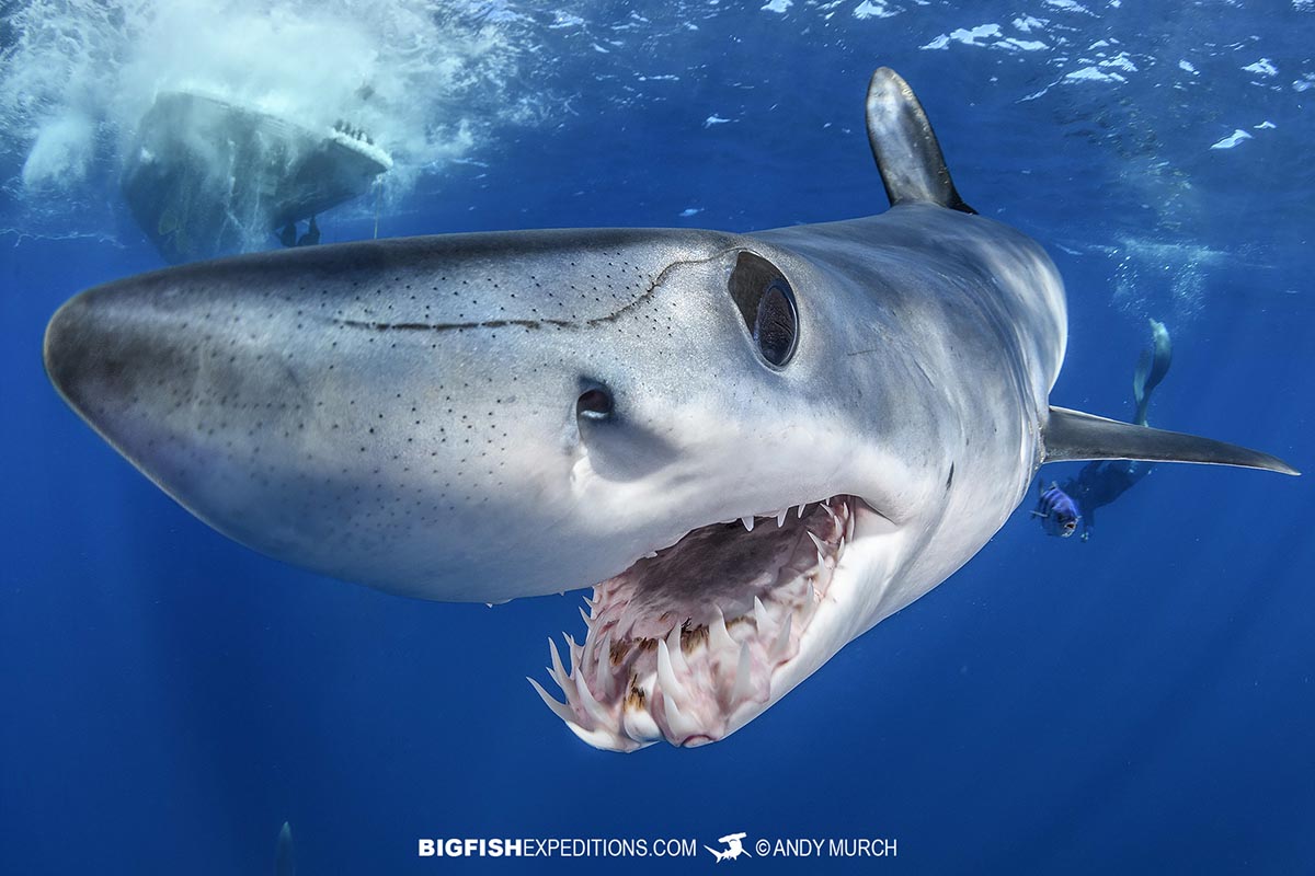 Mako shark snorkeling