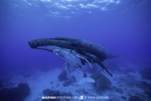 Humpback Whale snorkeling Rurutu