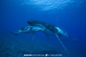 Humpback Whale snorkeling Rurutu