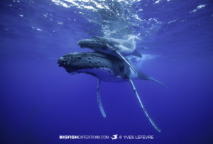 Humpback Whale snorkeling Rurutu