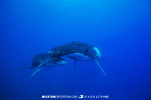 Snorkeling with humpback whales