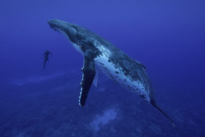 Snorkeling with humpback whales in Rurutu