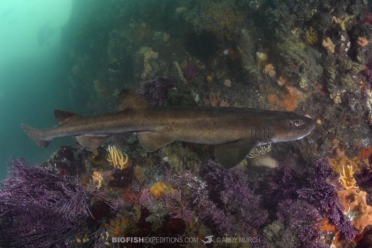 Brown Shyshark - Haploblepharus fuscus