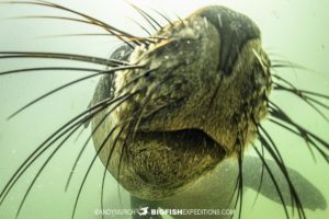 Cape Fur Seal dive Plettenberg Bay