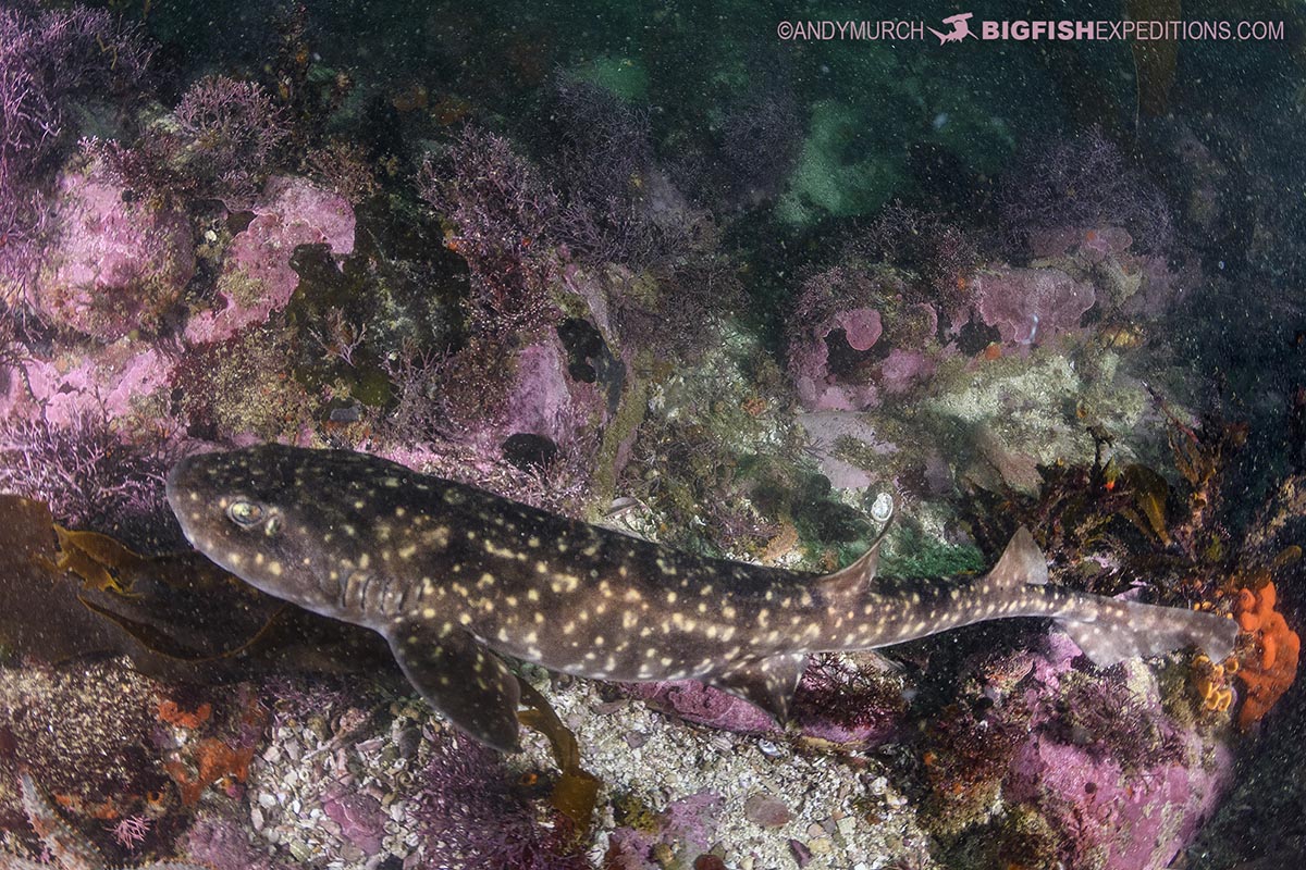 Dark shyshark diving in False Bay, South Africa.