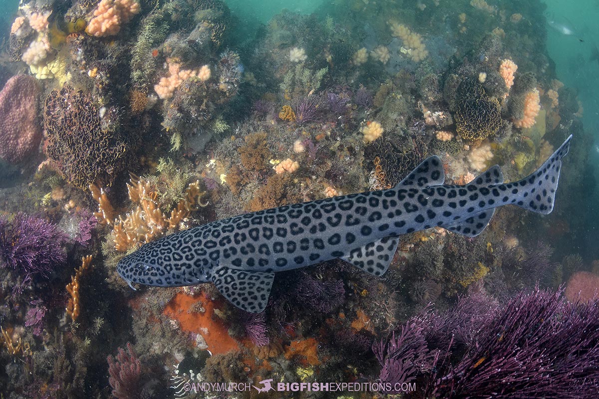 Leopard Catshark diving East London.