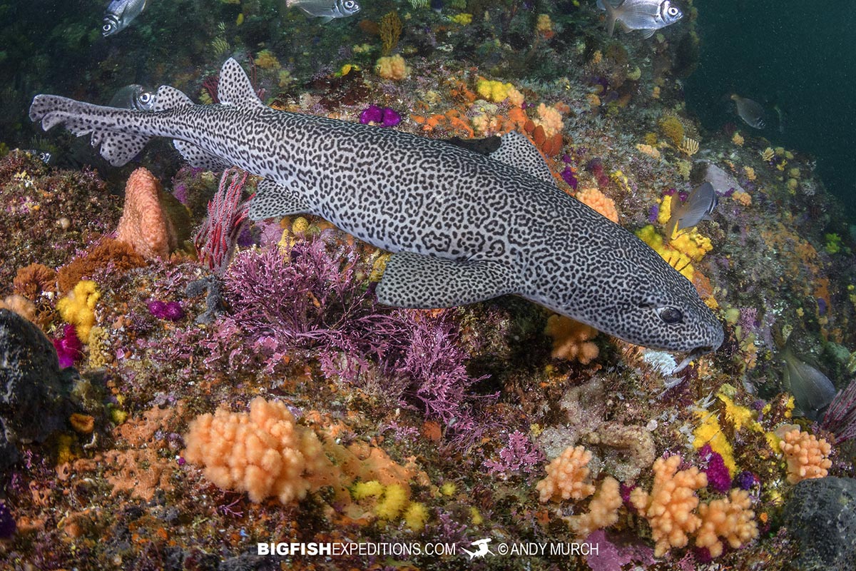 Leopard Catshark with reticulated pattern.