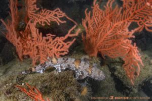 Puffadder Shyshark diving in Simonstown.