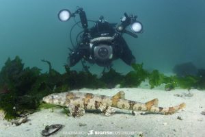 Puffadder shyshark diving in False Bay, South Africa.