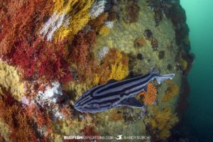 Diving with sharks in South Africa