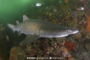 Raggedtooth Shark diving in South Africa.