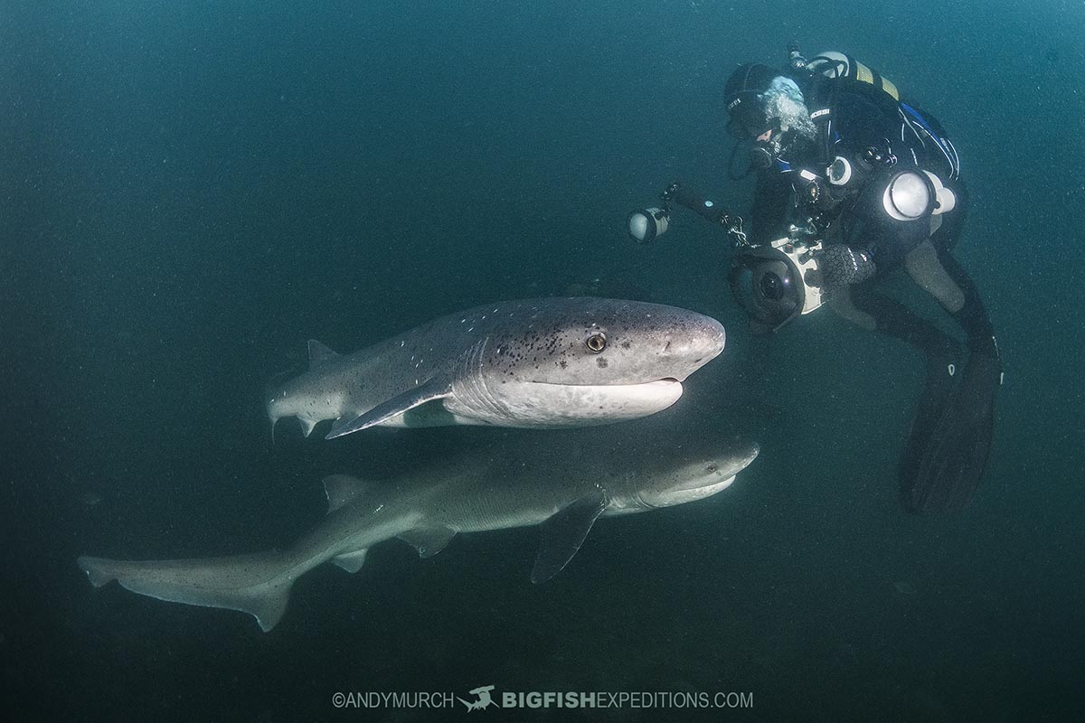 Sevengill Shark diving in South Africa.