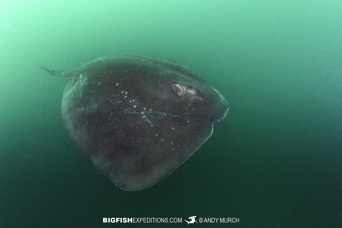 Shorttail Stingray in False Bay.