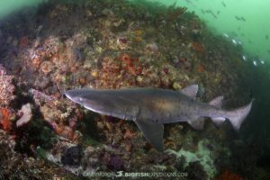 South African raggedtooth shark diving.