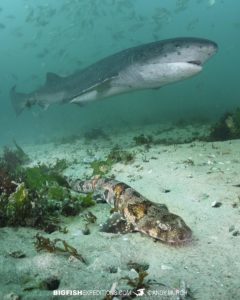 South African Shark Diving Safari.