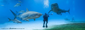 Tiger shark diving