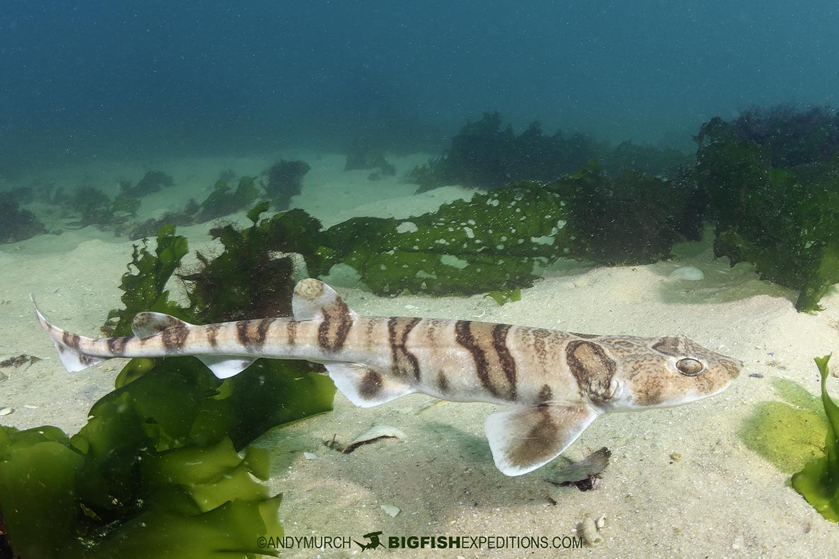 Tiger Catshark diving