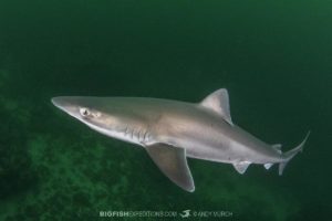 Tope Shark diving in Port Elizabeth.