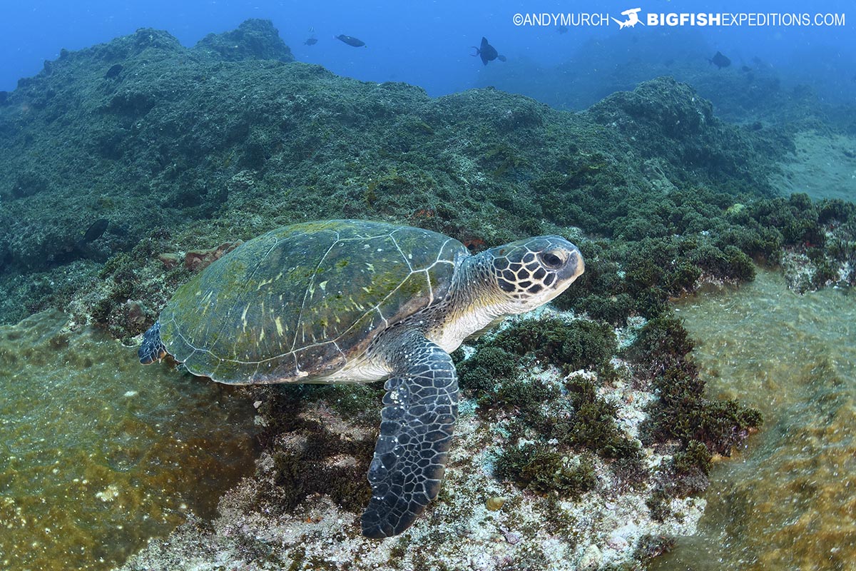 Turtle on Aliwal Shoal