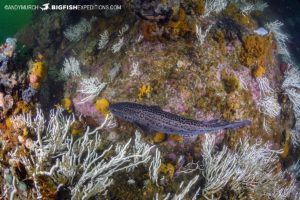 White corals in Plettenberg Bay