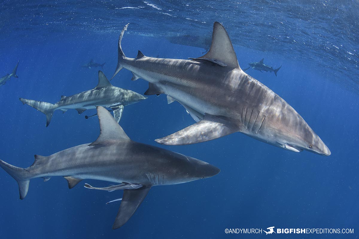 Blacktip Shark diving in Aliwal Shoal.