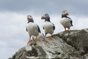 Atlantic Puffin bird watching