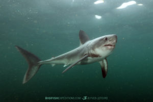 Snorkeling with Porbeagle Sharks