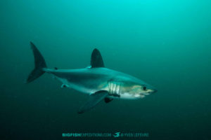 Snorkeling with Porbeagle Sharks