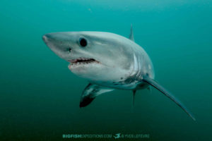 Snorkeling with Porbeagle Sharks