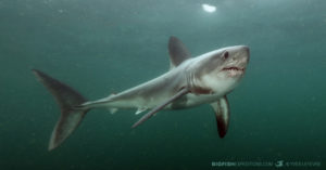 Snorkeling with Porbeagle Sharks