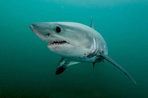 Porbeagle Shark Snorkeling