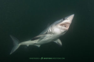 Porbeagle Shark Lamna nasus snorkeling.