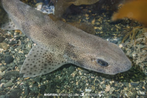 Lesser Spotted Catshark