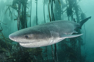 Shark diving in South Africa.