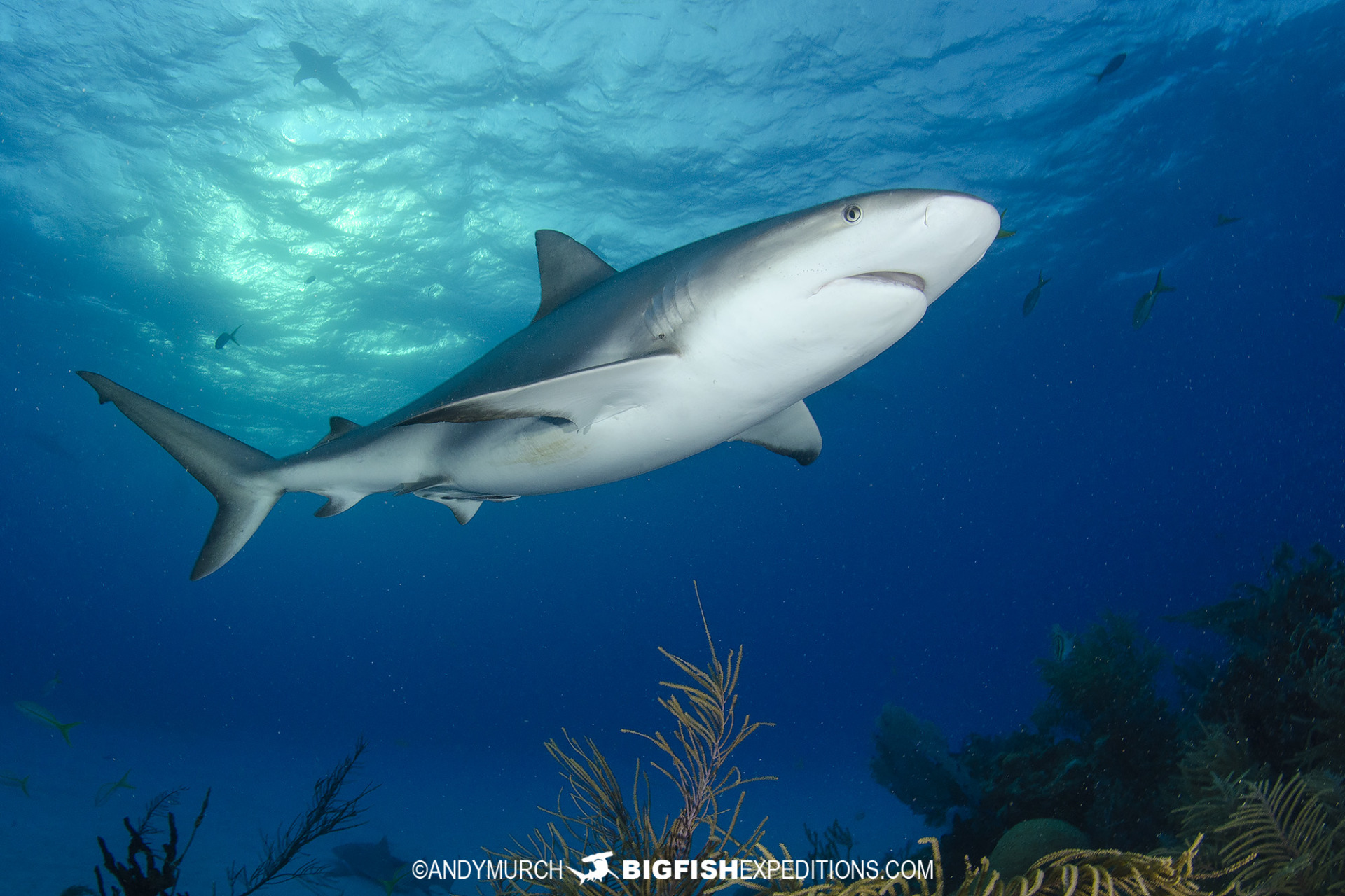 Caribbean Reef Shark