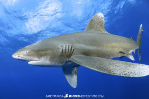 Diving with oceanic whitetip sharks at Cat Island in the Bahamas.