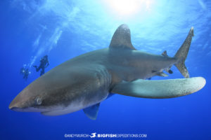 Diving with oceanic whitetip sharks at Cat Island in the Bahamas.