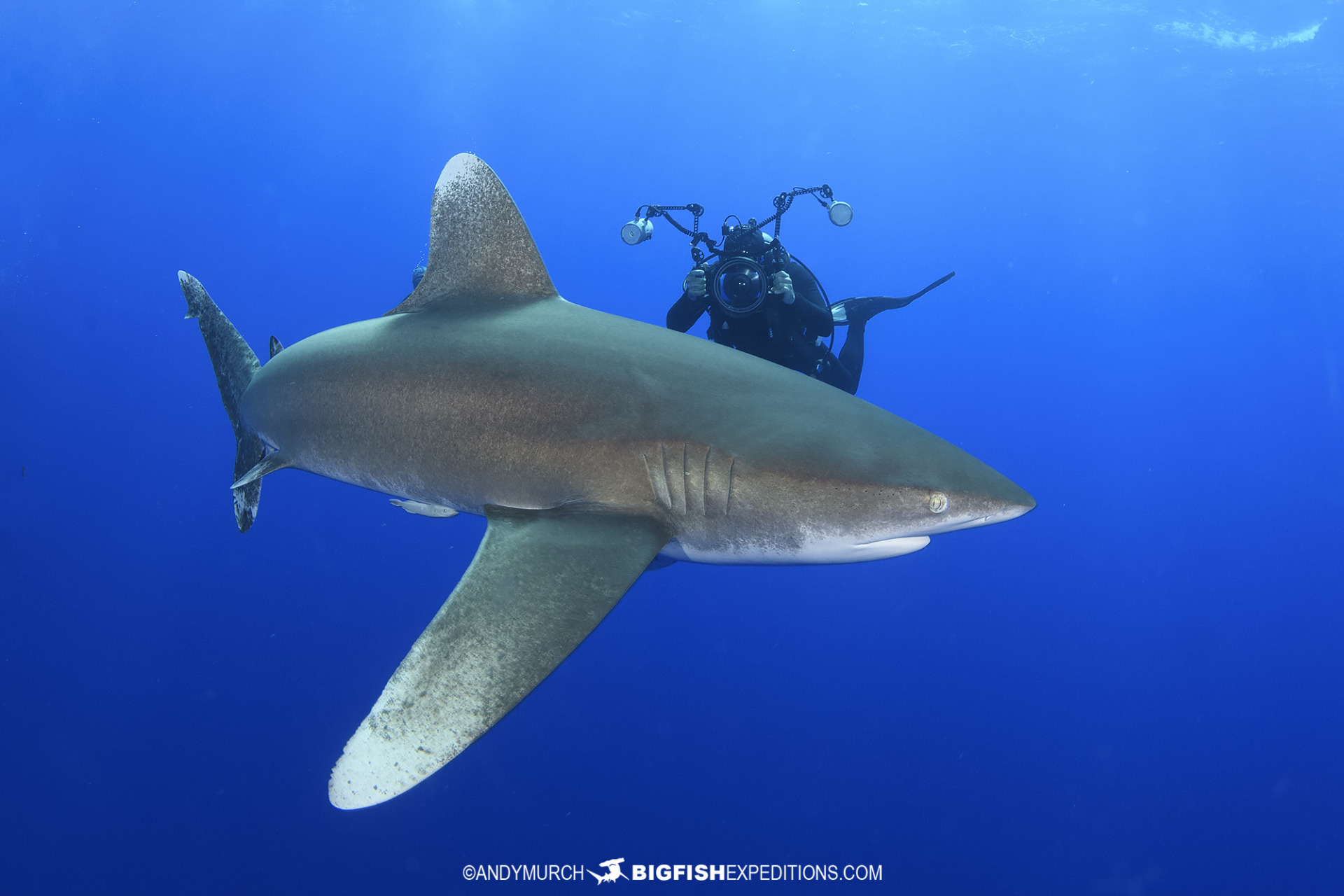 Diving with oceanic whitetip sharks