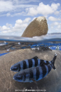 Oceanic whitetip over under