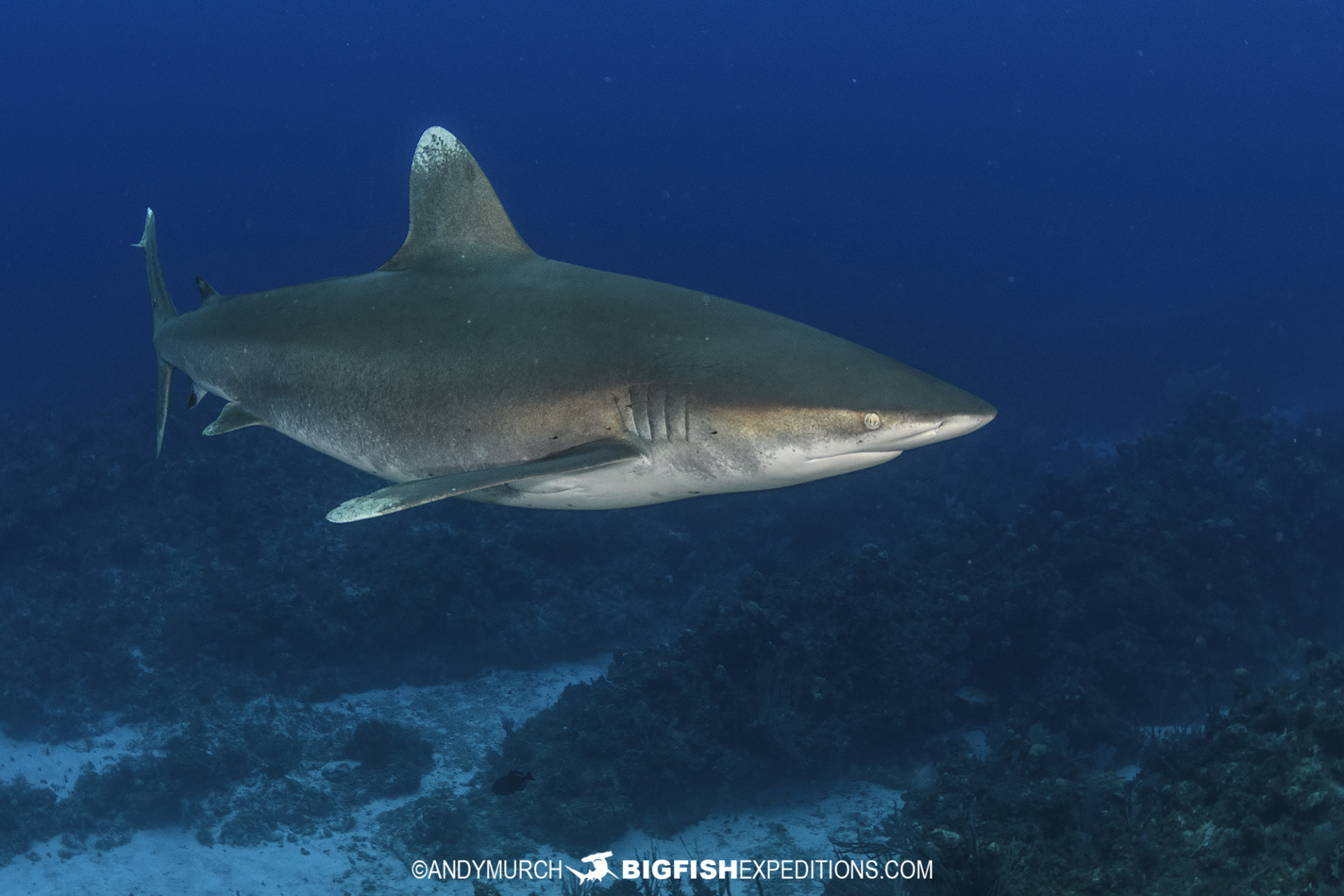 Diving with oceanic whitetip sharks at Cat Island in the Bahamas.